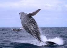 Las Galeras Whale Watching in Dominican Republic.
